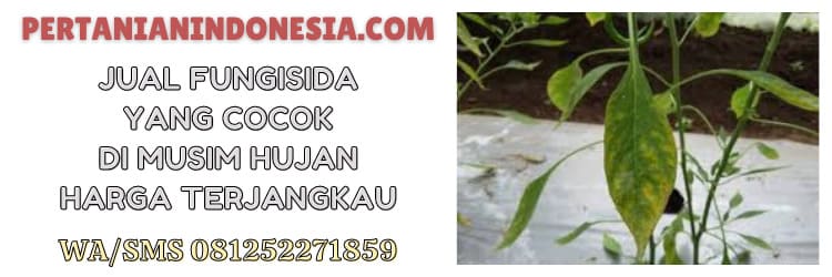 jual,fungisida,obat jamur,harga terjangkau,murah,terbaik